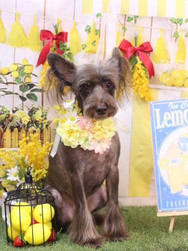 20240421コットンくん